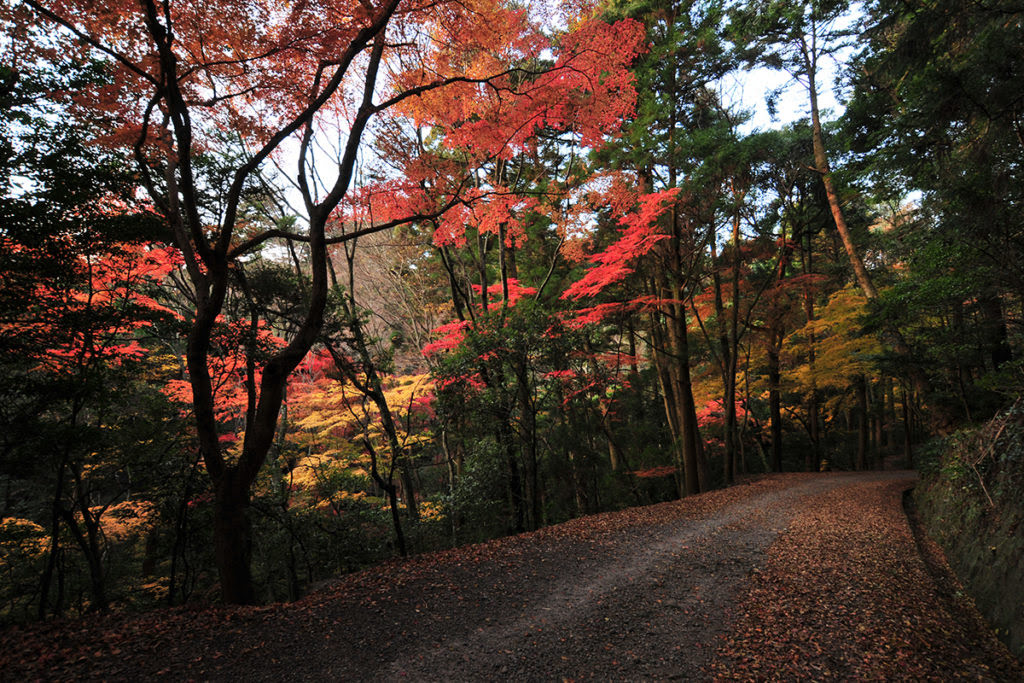 แผนการเดินทางในฤดูใบไม้ร่วงของนารา-Kasugayama Yuhodou