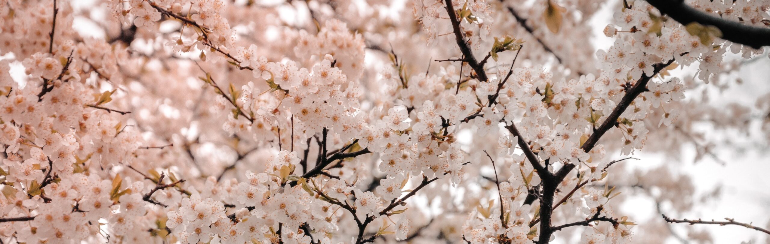 Agoda picks six best destinations to get your fill of cherry blossoms