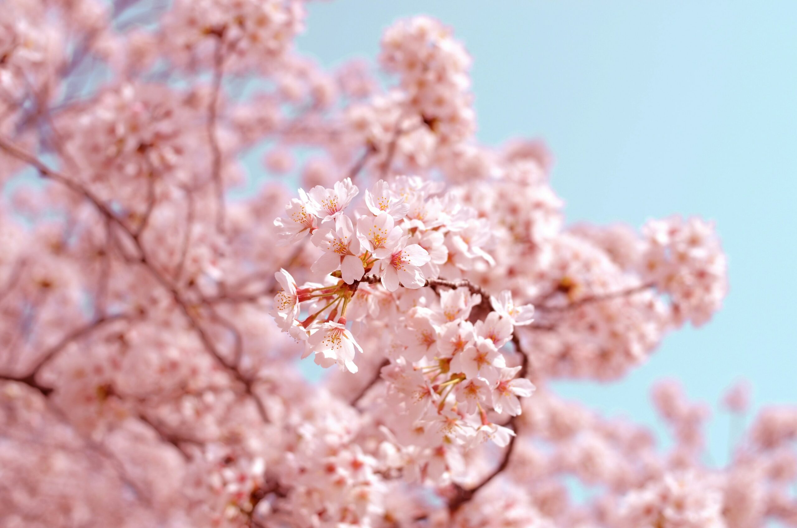 Agoda shares Japan’s Top Destinations During Cherry Blossom Season