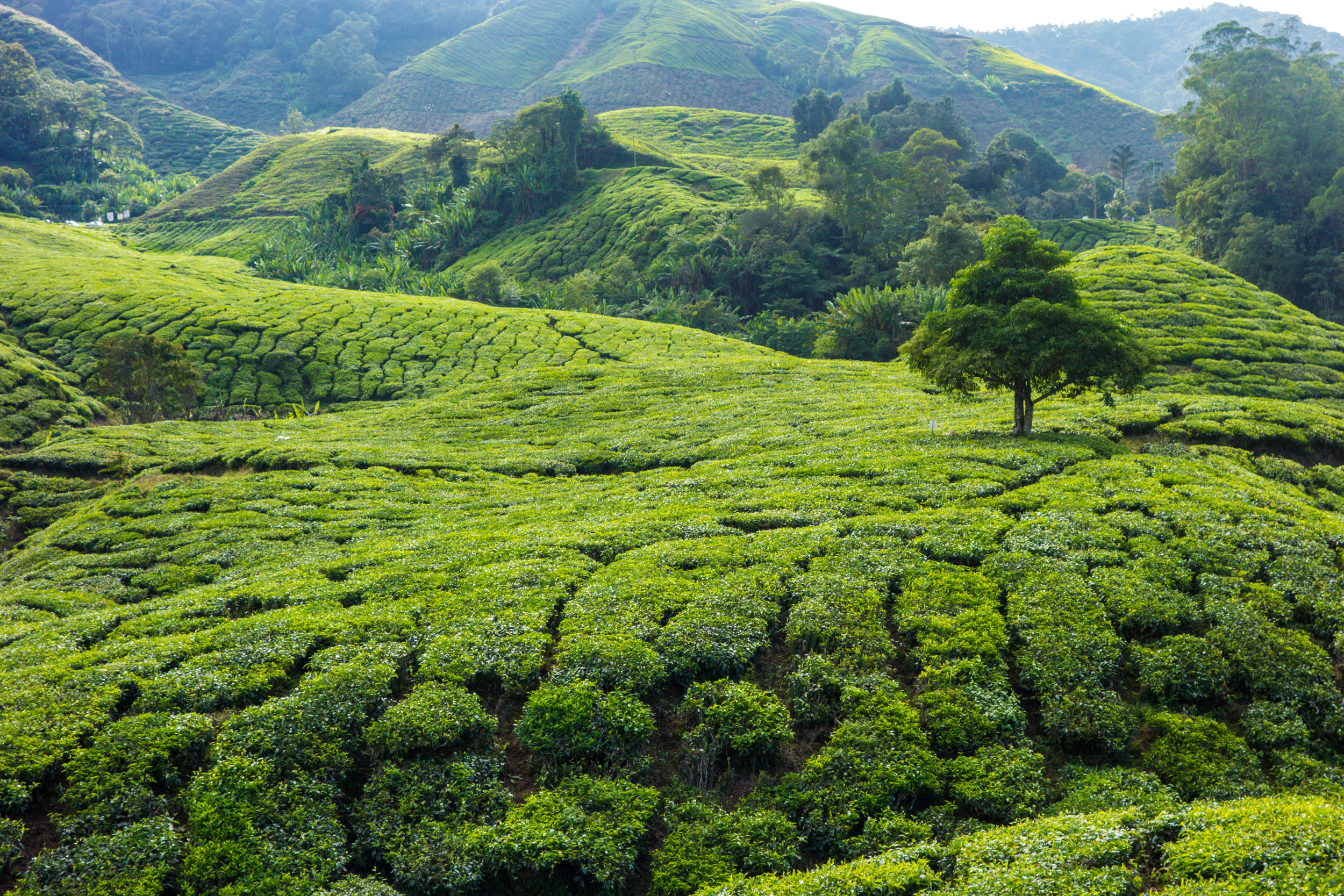 Agoda Unveils Ranking of Asia’s Top Rural Destinations: Highland Tourism on the Rise