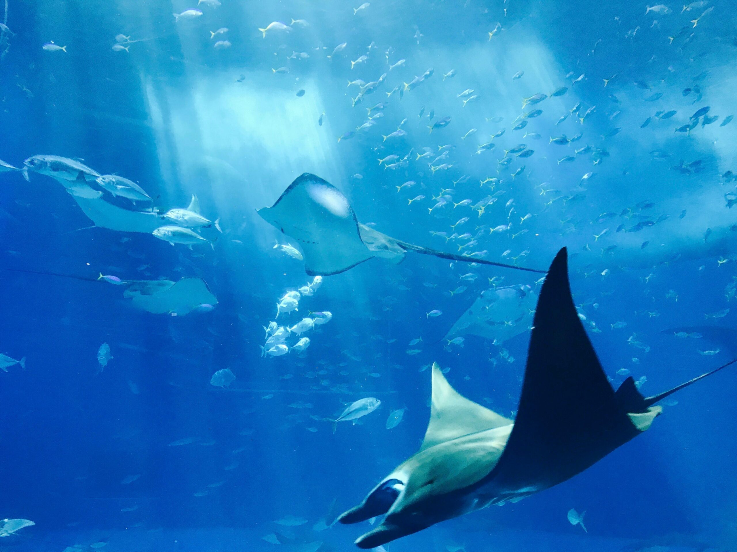 Explore Asia’s Aquatic Wonders with Agoda’s Curated Aquarium Picks