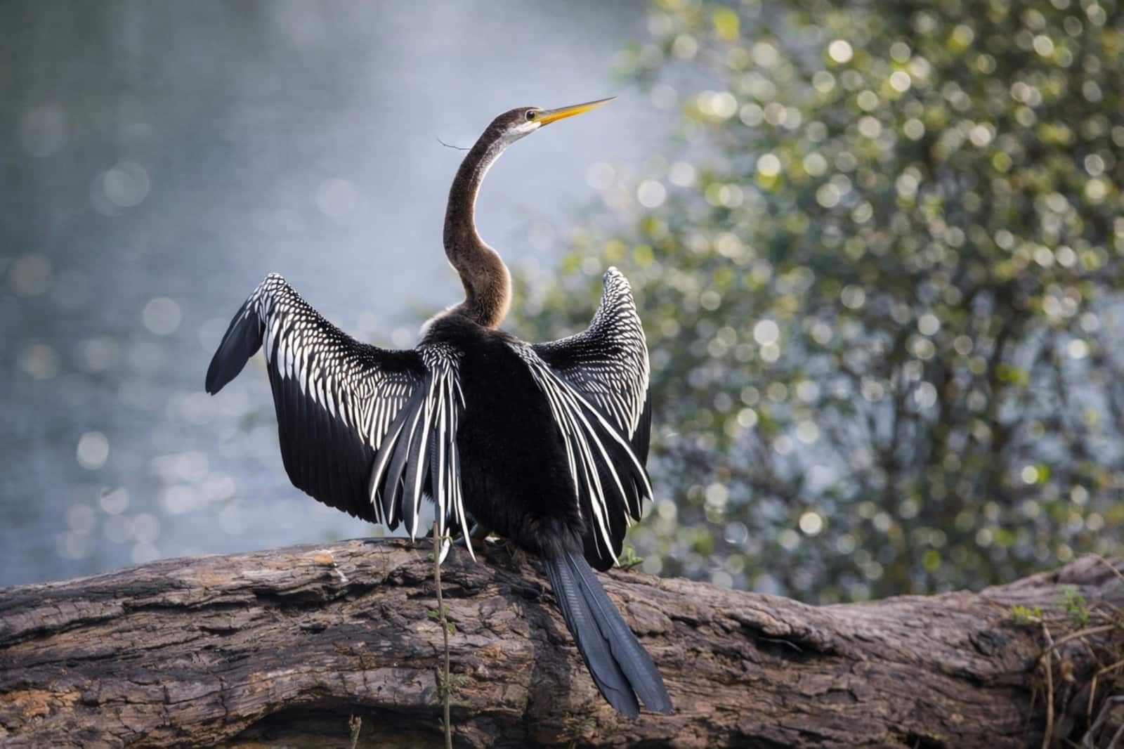 Agoda’s Top Picks for Birdwatching Destinations Across Asia