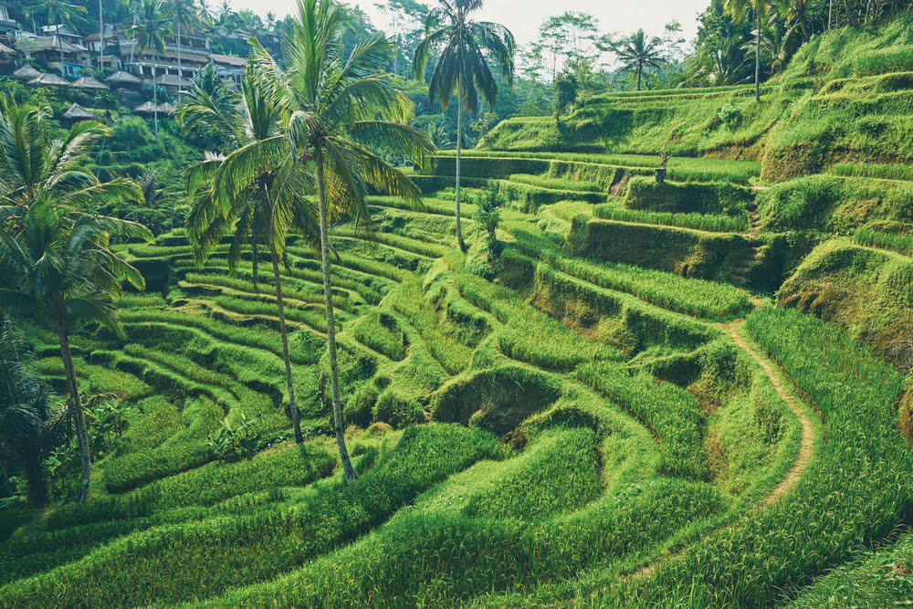 Tegallalang in Bali