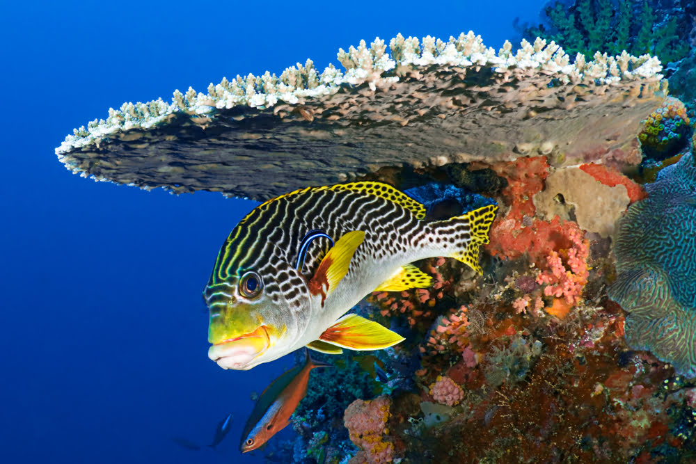 North Male Atoll