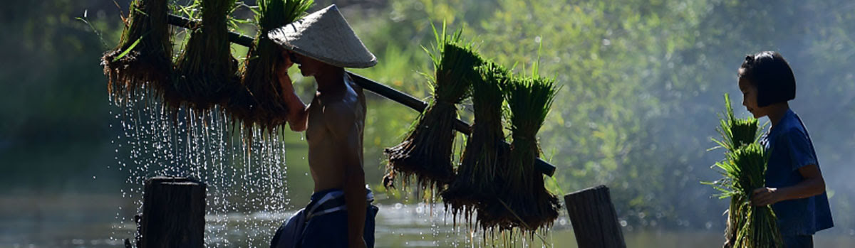 Vietnamese villagers working in a rice paddy