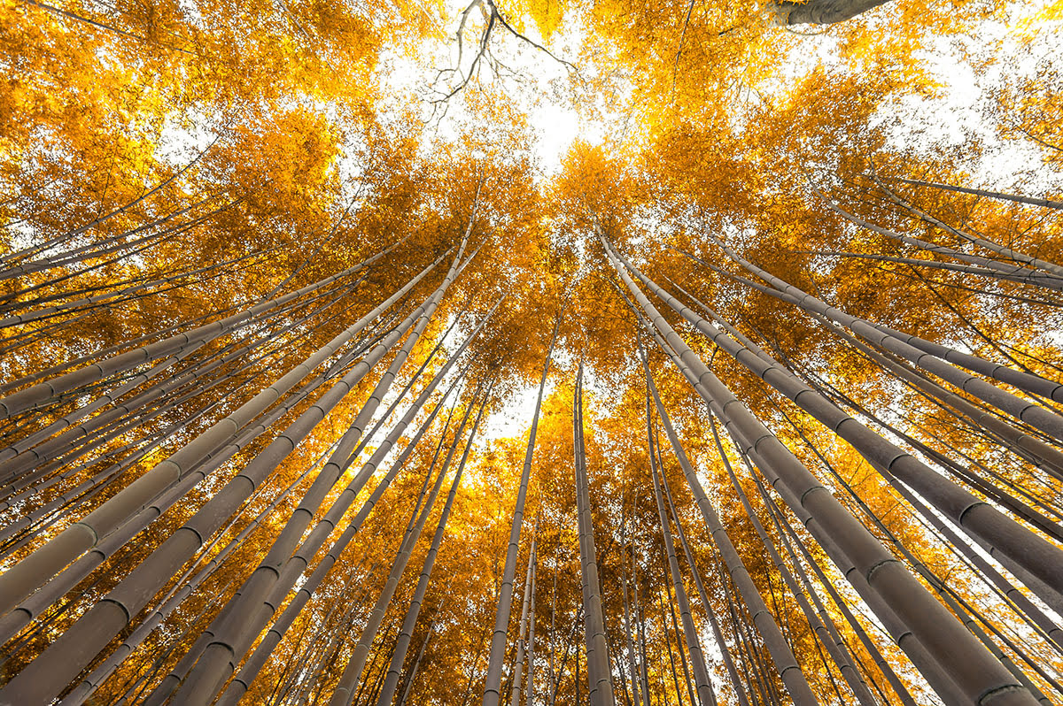 嵐山_京都