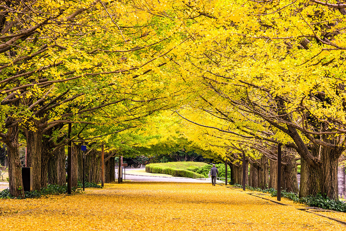 Icho Namiki_Ginkgo Avenue_Gingko Avenue_Tokyo