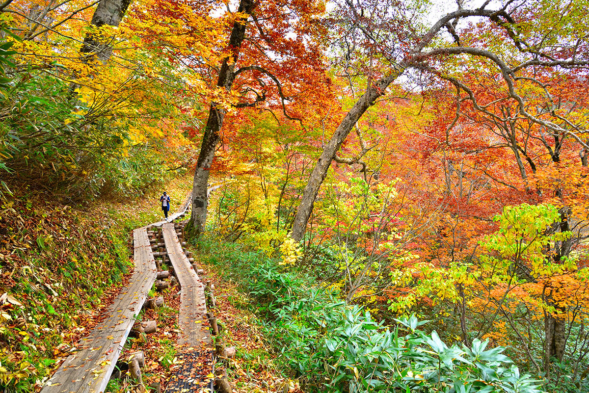 Oze National Park_north Tokyo