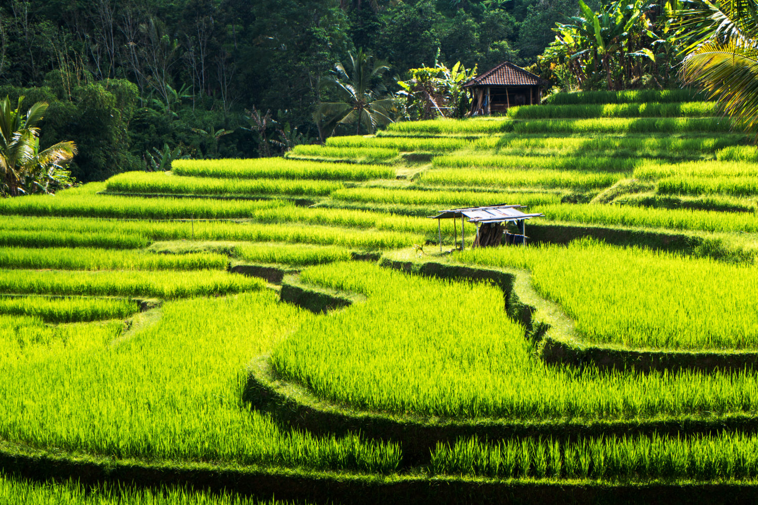 UNESCO_Jatiluwih Rice Terraces_Central_Bali