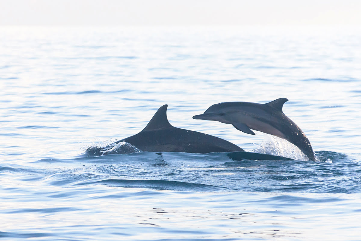 Dolphins swimming in ocean at Lovina Beach, Bali