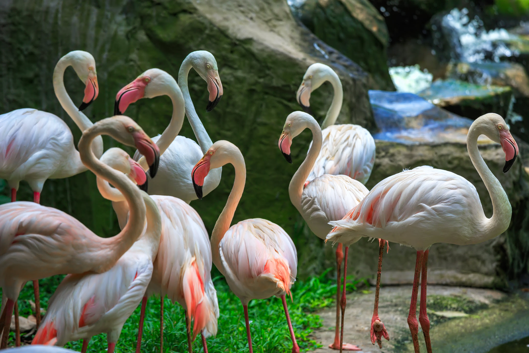 Kuala Lumpur Bird Park_Malaysia