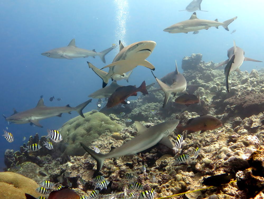 Snorkeling Sites in the Maldives-Rasfari