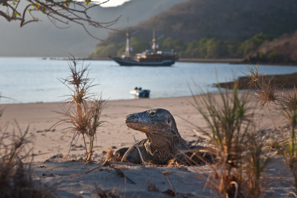 Getaways from Jakarta-daytrips-Labuan Bajo_Flores_Komodo National Park