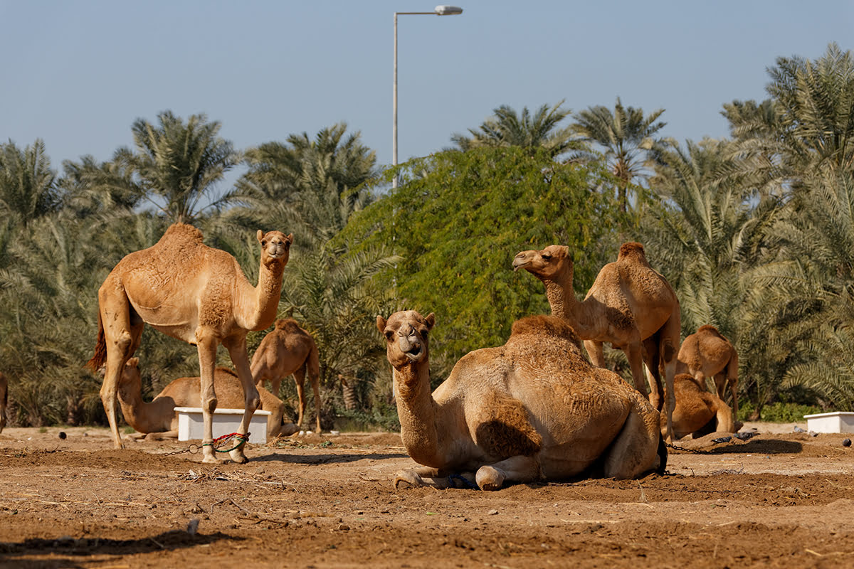 皇家駱駝農場，賈納比耶，巴林