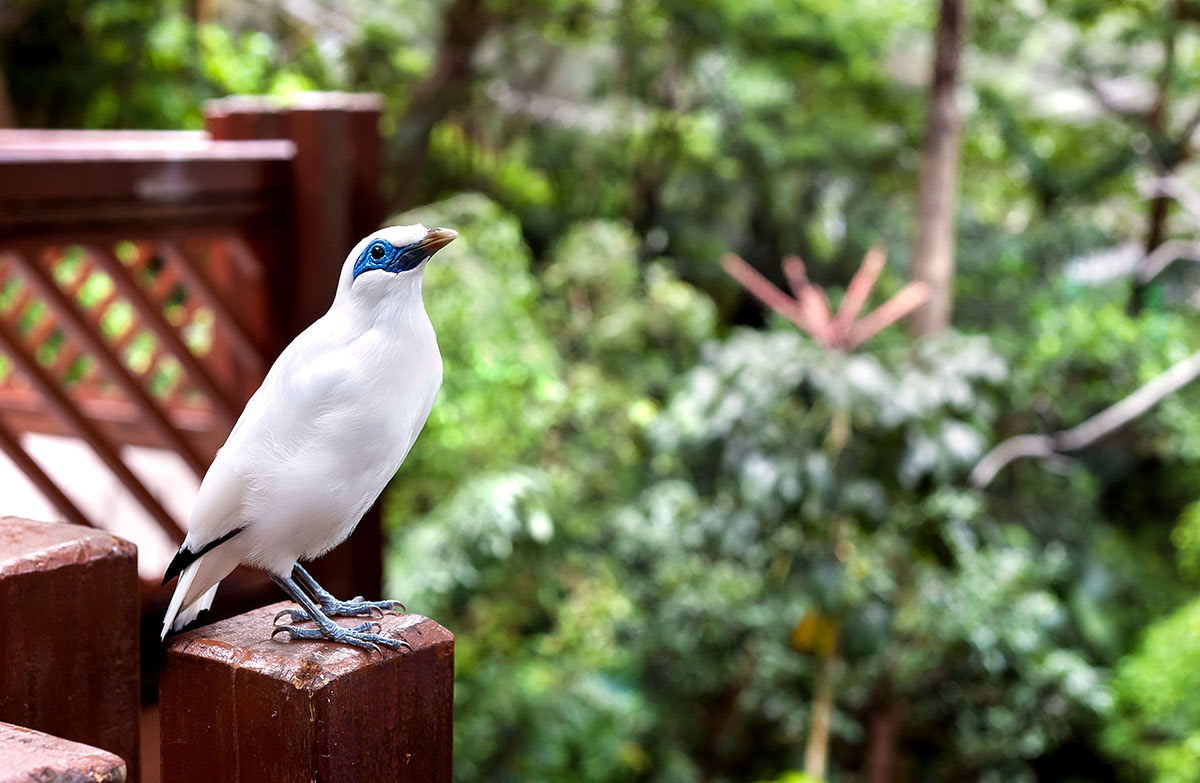 尤德觀鳥園