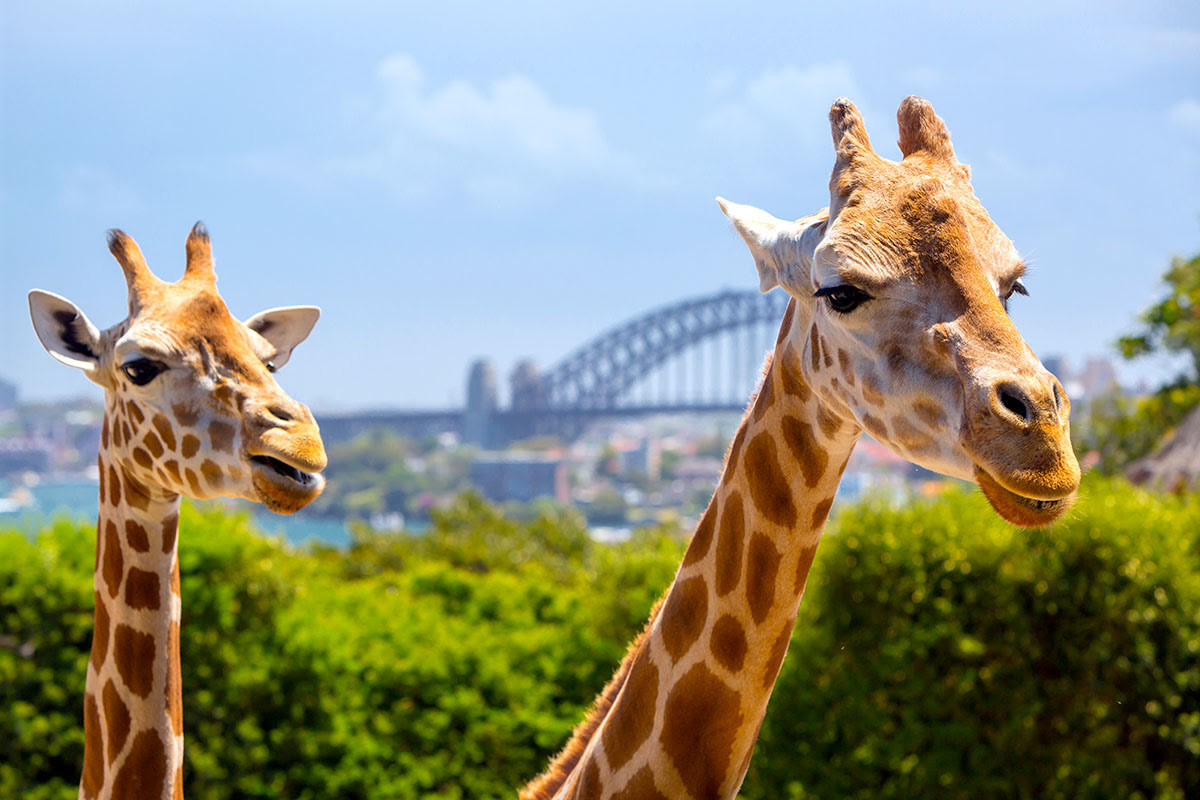 Traveling in Sydney-Harbour Bridge giraffes_Taronga Zoo