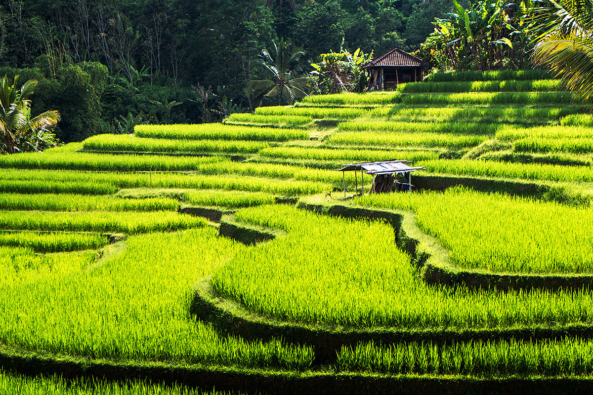 Bali attractions-things to do-UNESCO_Jatiluwih Rice Terraces_Central_Bali