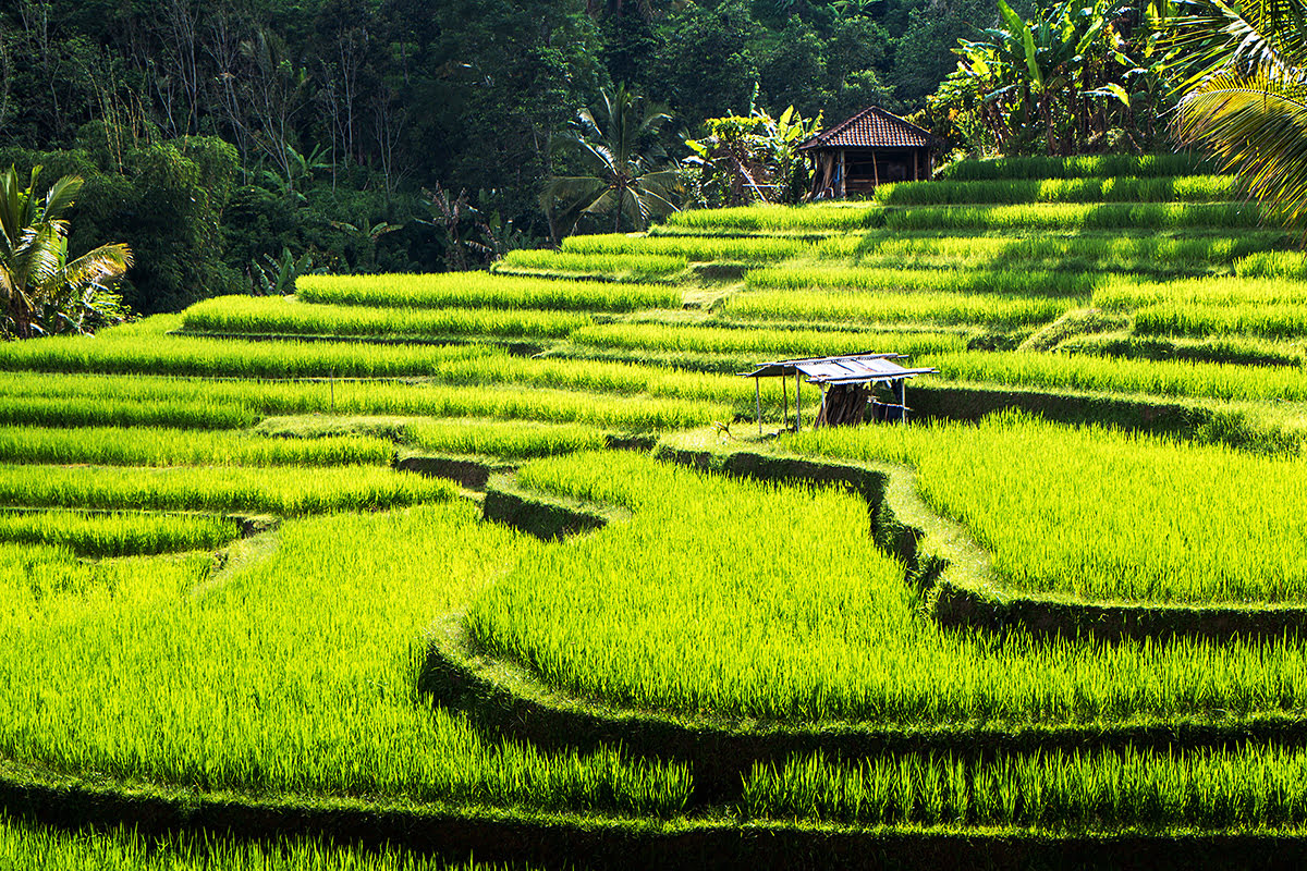 유네스코_자틸루이 라이스 테라스(Jatiluwih Rice Terraces)_중앙_발리