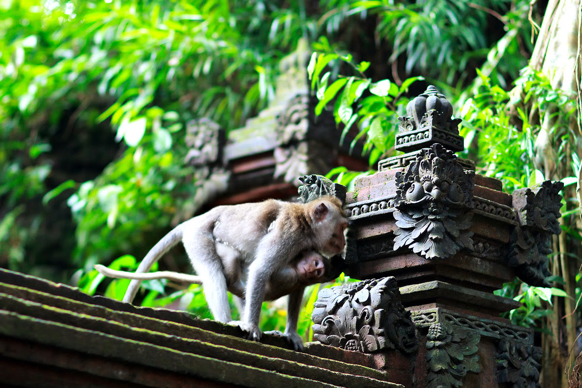 Bali attractions-things to do-Ubud Monkey Forest