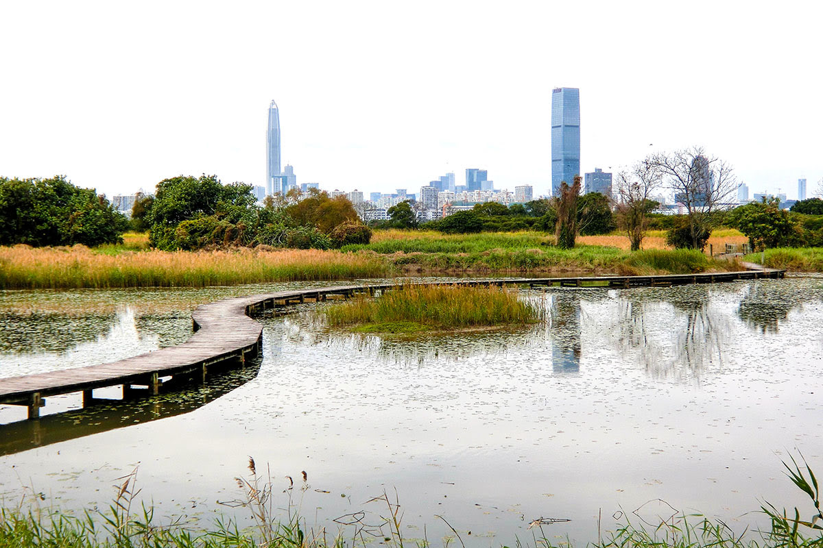 Mai Po Nature Reserve_floating boardwalk_Hong Kong