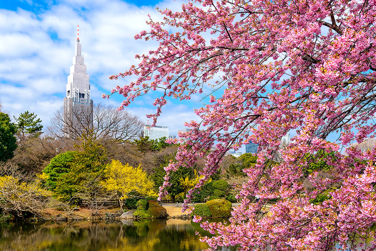 Taman Nasional Shinjuku Gyoen_Shinjuku_Tokyo