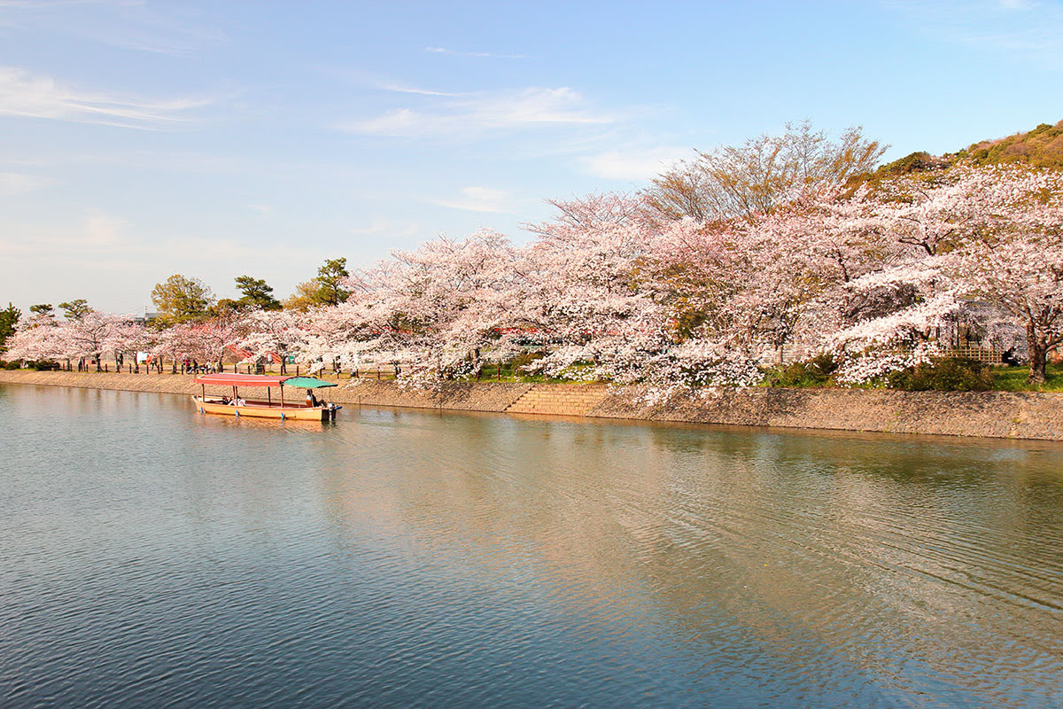 ที่เที่ยวใกล้เกียวโต-Uji_Uji River with Sakura