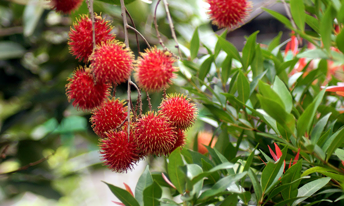 Mekarsari Fruit and Recreation Park