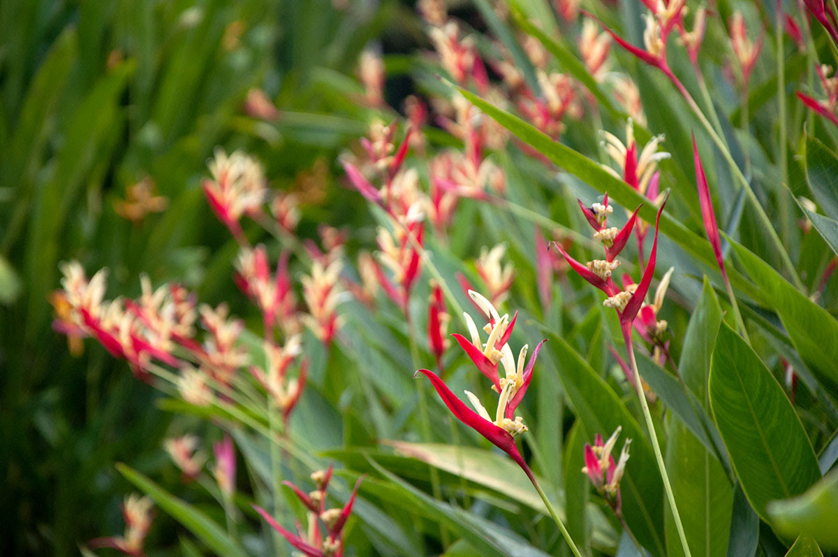 Singapore Botanic Gardens_UNESCO_Giardini botanici_Fiori