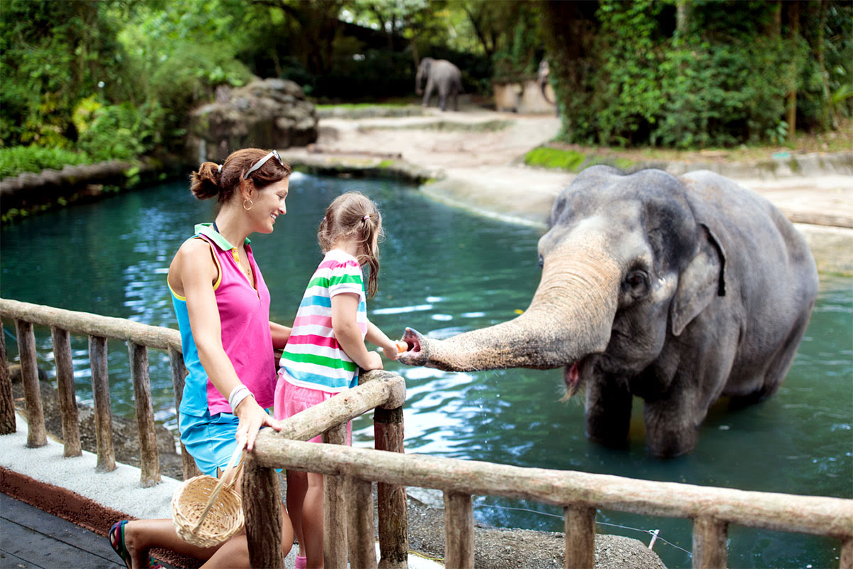 Singapore Zoo_Night Safari