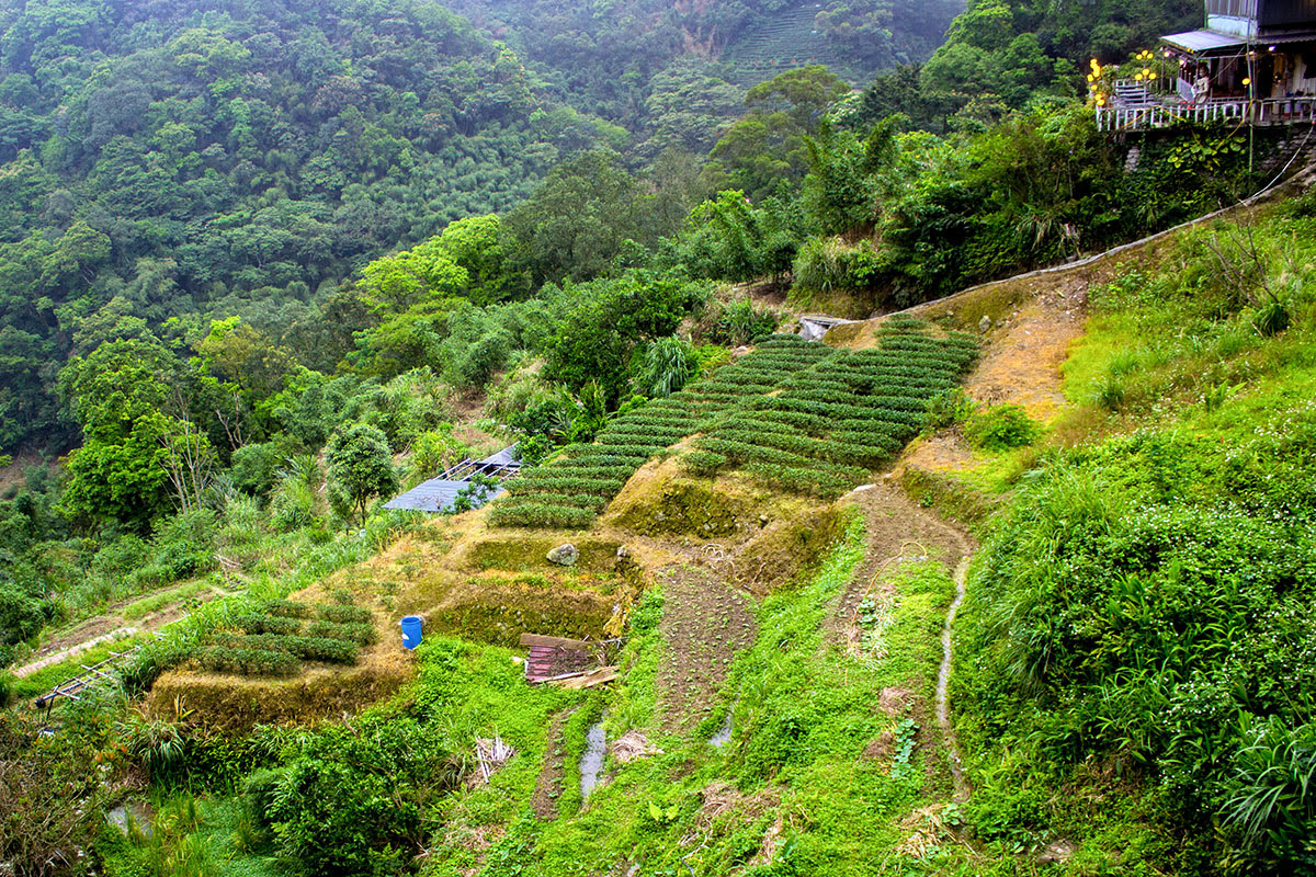 대만 여행-타이베이 여행-마오콩 곤돌라-타이베이 동물원-즈난 궁