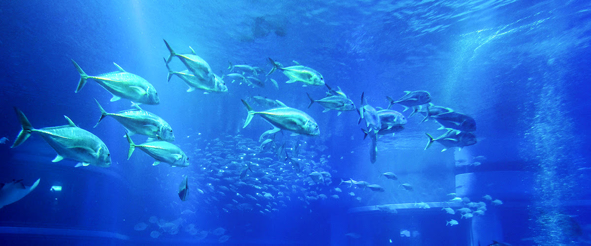 Fish Underpass_Aqua Gate_Akuarium Kaiyukan_Osaka_Jepang