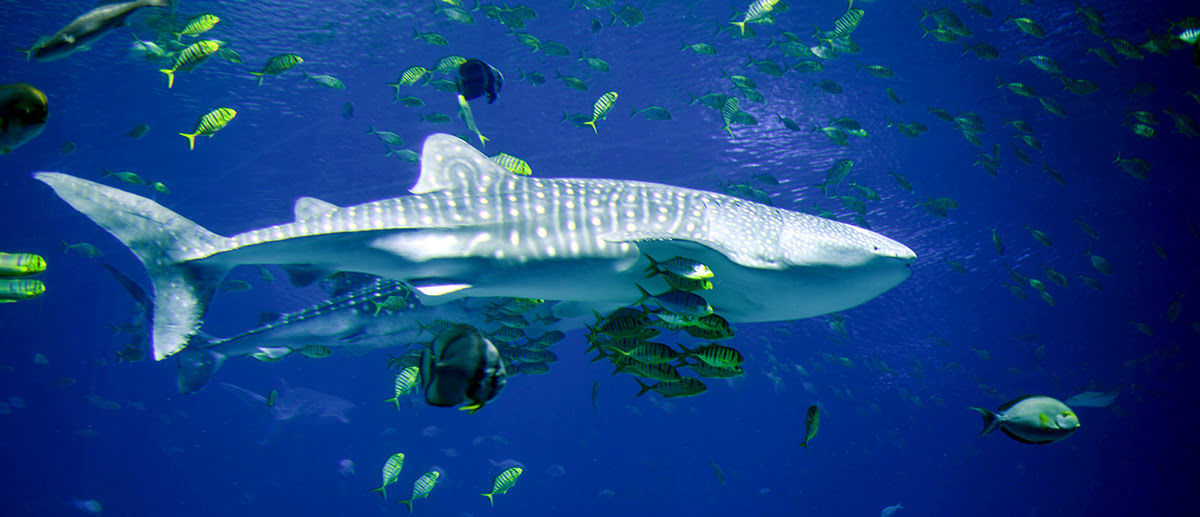 Pacific Ocean_whale shark_Osaka Aquarium Kaiyukan