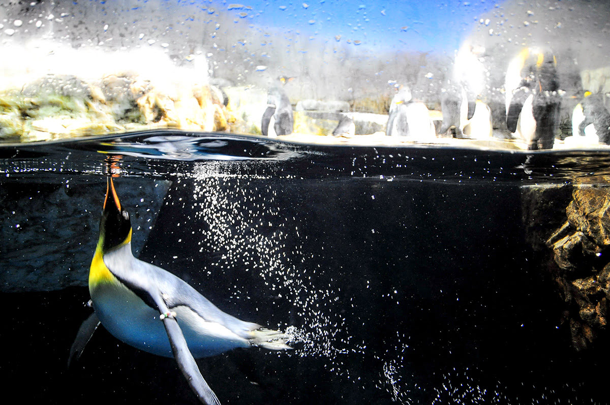 Antarctica_penguins_Aquarium Kaiyukan_Osaka_Japan