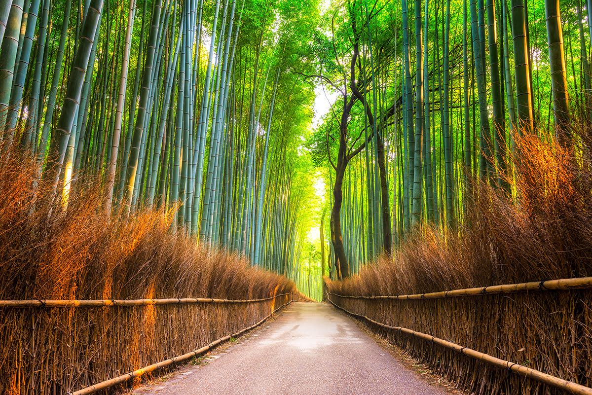 嵐山竹林, 京都