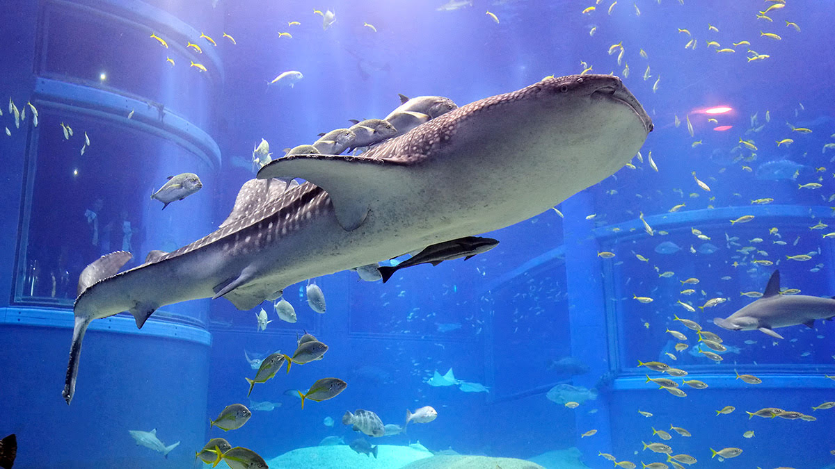Osaka Aquarium Kaiyukan_โอซาก้า_ญี่ปุ่น_ที่เที่ยวโอซาก้า