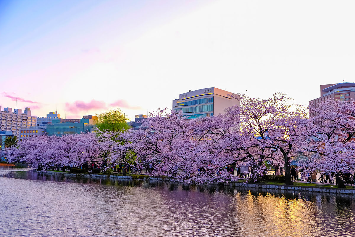 Best time to visit Tóquio-Tóquio sakura season 