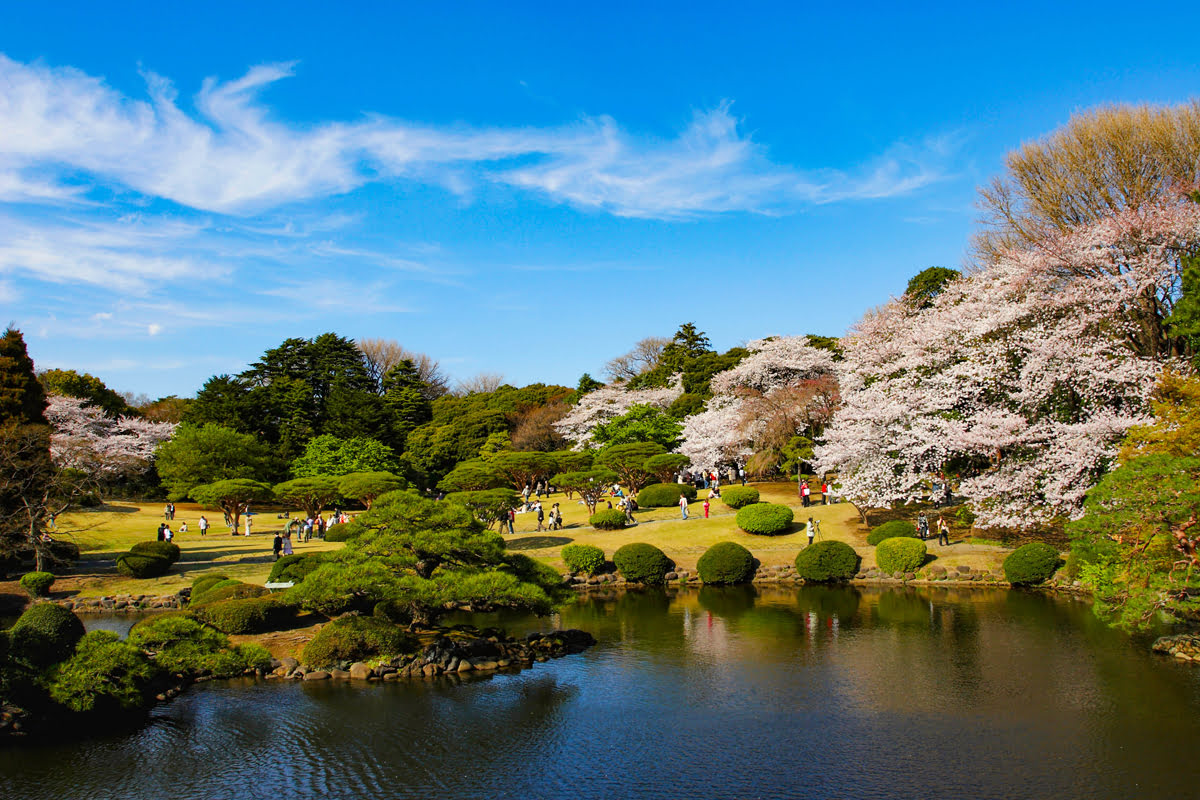 Tokyo attractions_Shinjuku Gyoen National Garden