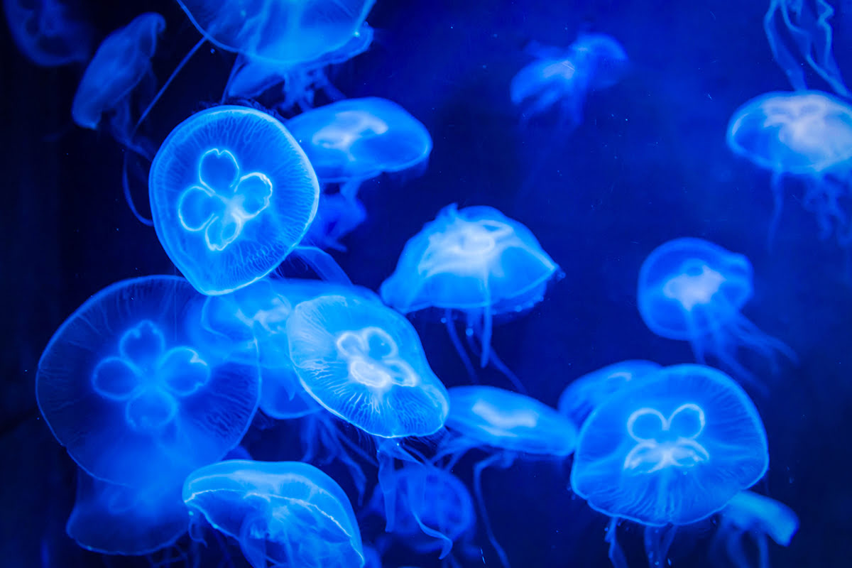 day trips from Tokyo-Enoshima-Enoshima aquarium