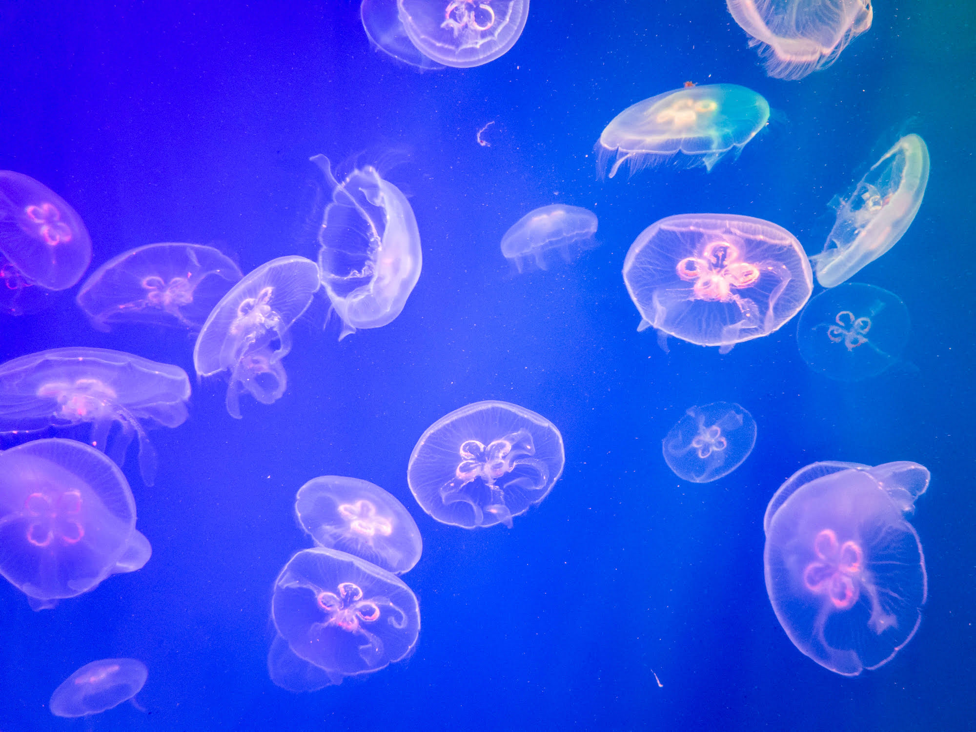 池袋-サンシャイン水族館