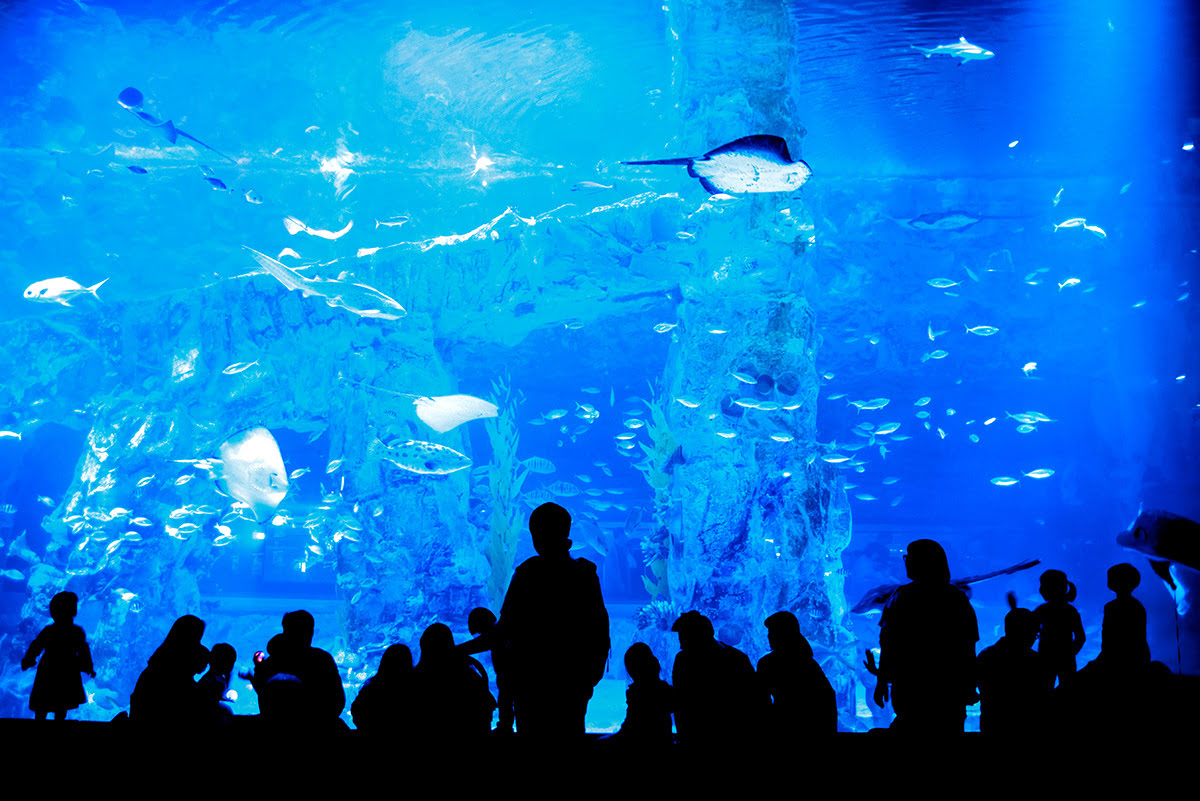 Lotte World-Lotte World Aquarium
