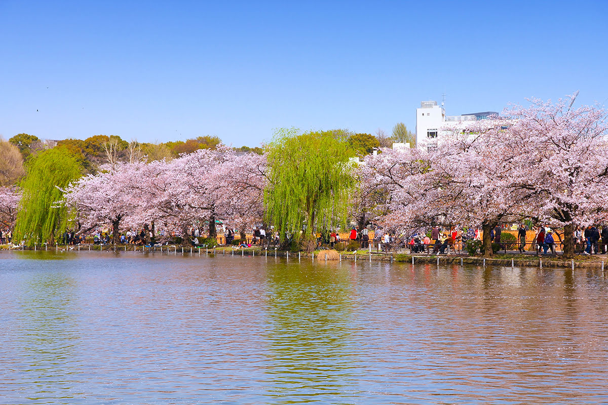 Χάρτης του Τόκιο-βόρειο Τόκιο-ανθισμένες κερασιές στο πάρκο του Ueno