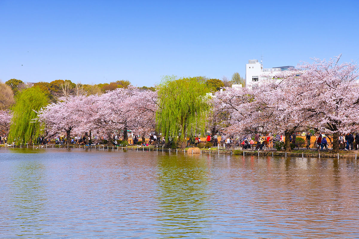 Tokyo haritası-Kuzey Tokyo-Ueno Parkta Sakura