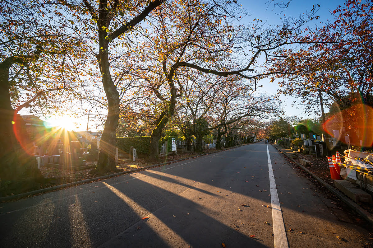 日本東京谷中靈園 日本東京谷中靈園