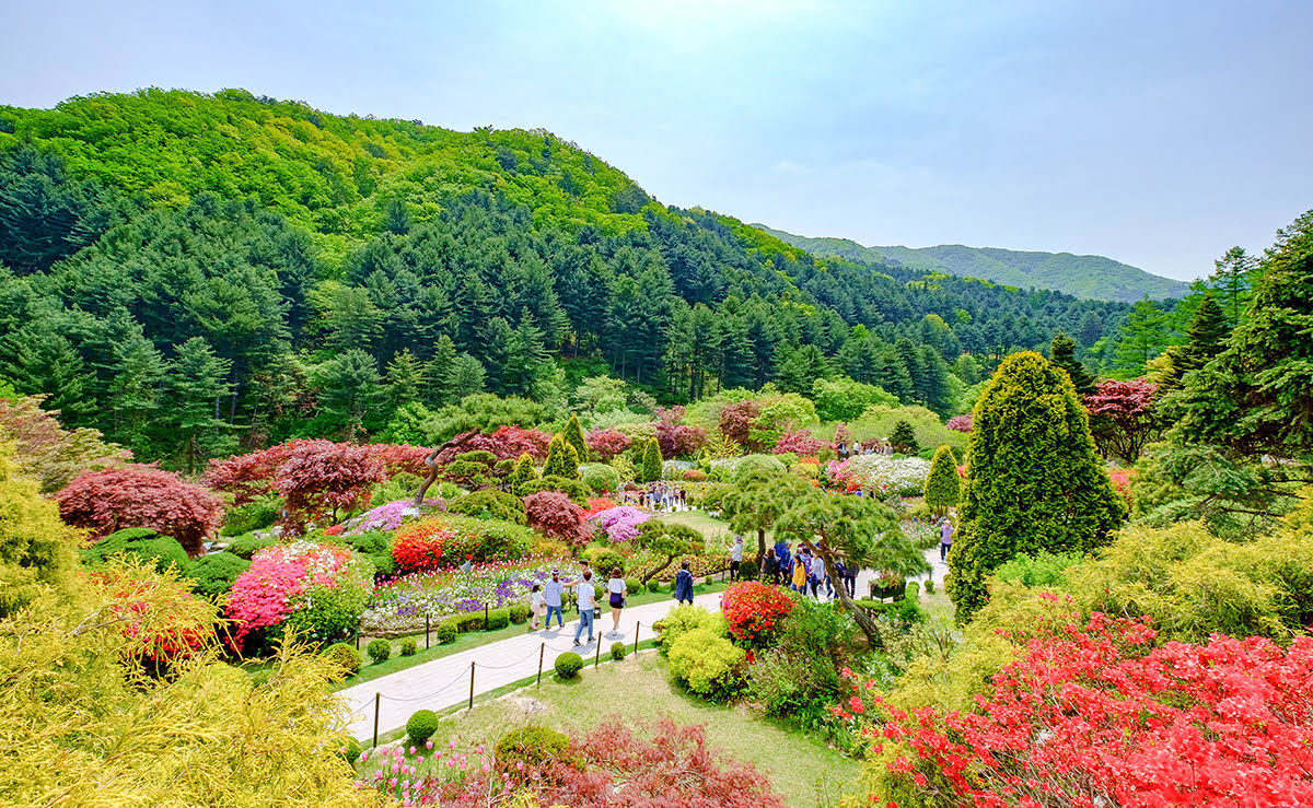 เที่ยว 1 วันใกล้โซล-เที่ยวเกาหลีใต้-คาพย็อง (Gapyeong)-สวน Garden of Morning Calm-เกาะนามิ