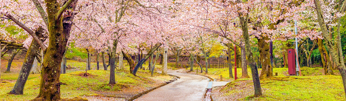 See Cherry Blossoms in Japan | Best Sakura Viewing Spots 2019