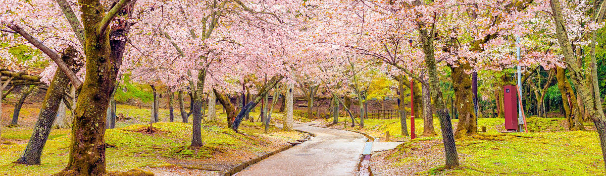 See Cherry Blossoms in Japan | Best Sakura Viewing Spots 2019