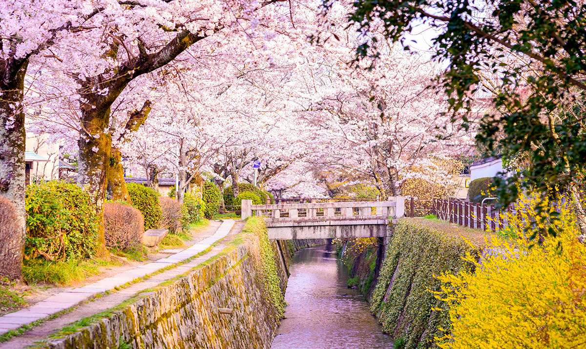 จุดชมซากุระในญี่ปุ่น-คันไซ-ทางเดินนักปราชญ์