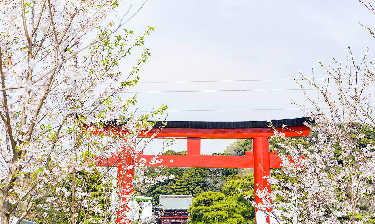 See cherry blossoms-Japan-sakura viewing-Kanto-Tsurugaoka Hachimangu