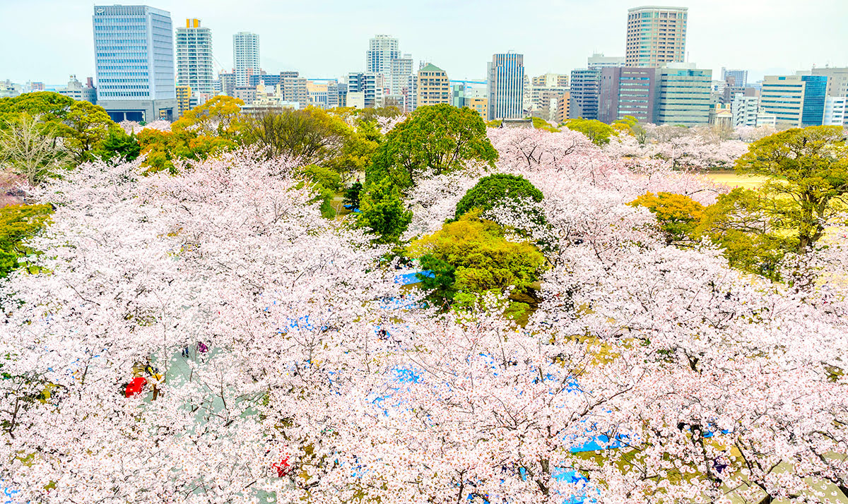 See cherry blossoms-Japan-sakura viewing-Kyushu-Maizuru Park-Fukuoka Castle Ruins