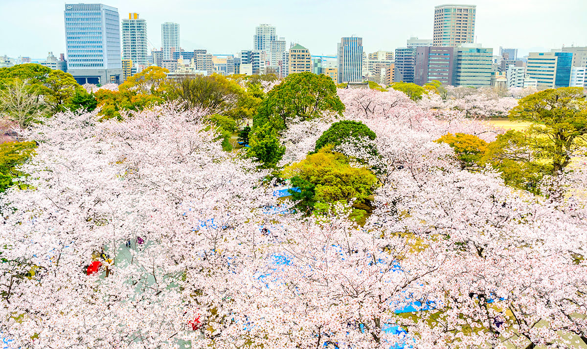 จุดชมซากุระในญี่ปุ่น-คิวชู-สวนมาอิซูรุ